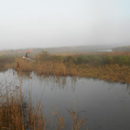 Gestion Baccharis Réserve du Teich