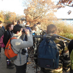 Observation limicoles et anatidés Réserve du Teich
